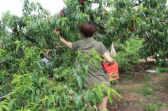 “蟠桃”盛會：你來采呀，我來吃（圖）